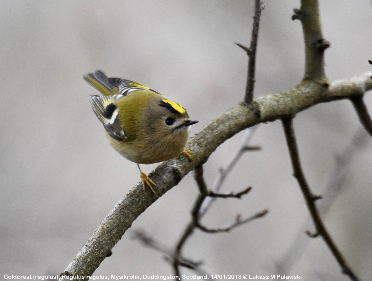 Wintergoldhähnchen [regulus-Gruppe] - ML204640961