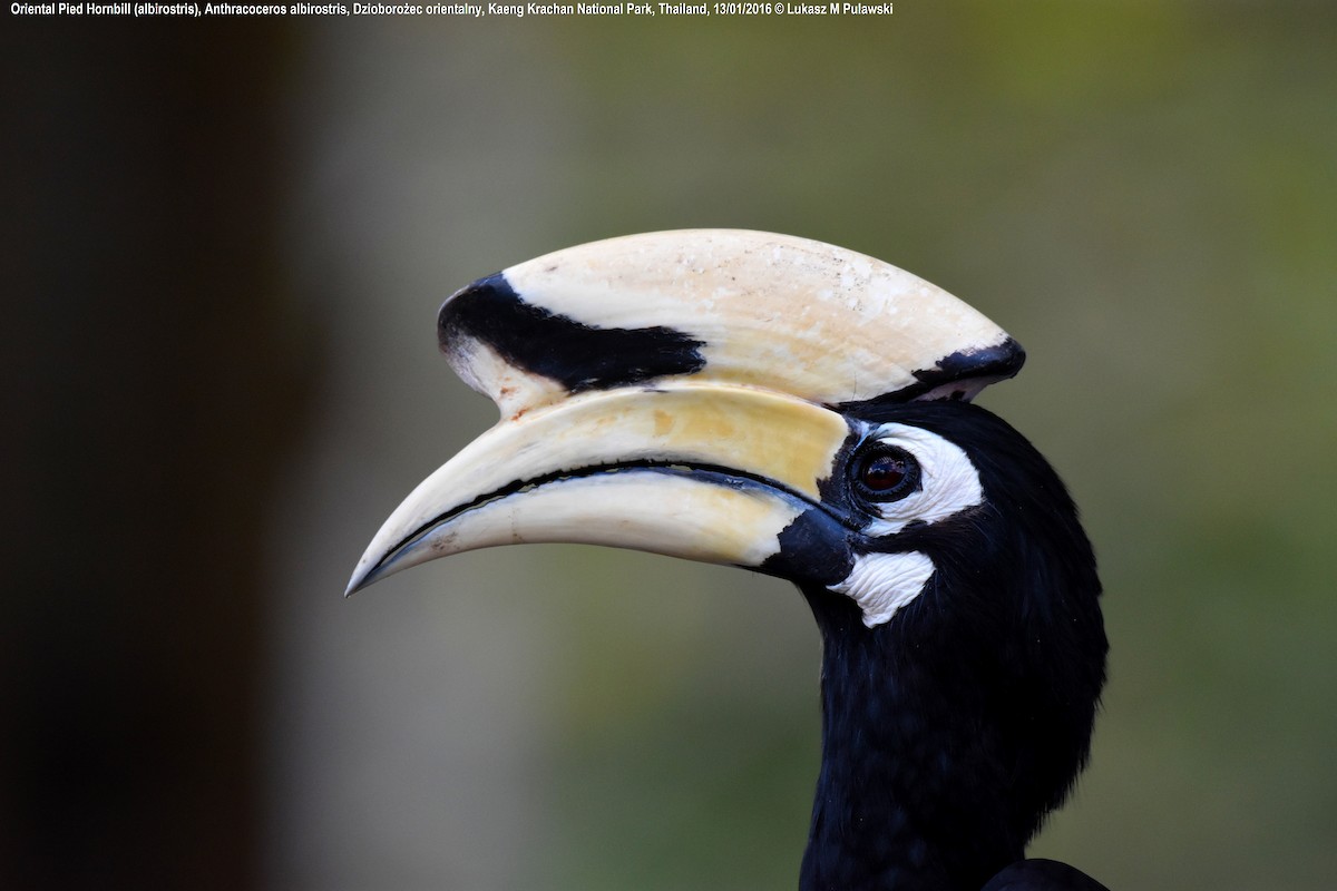 Oriental Pied-Hornbill - ML204641491