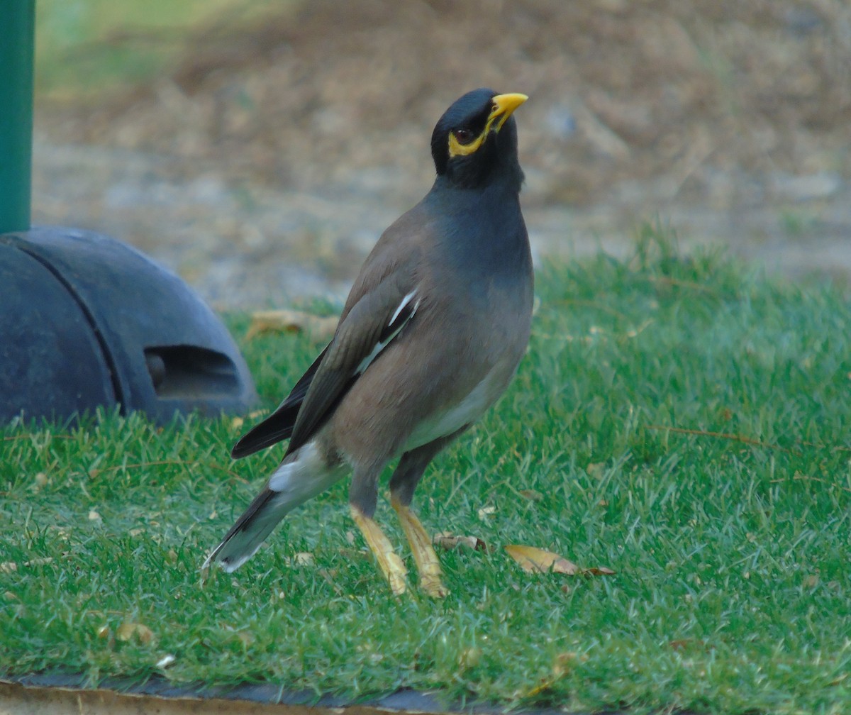 Common Myna - ML204642331