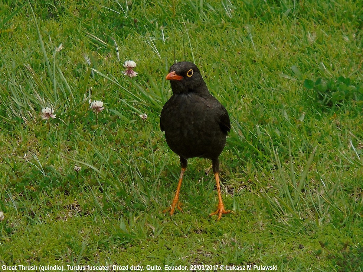 Great Thrush - ML204643241