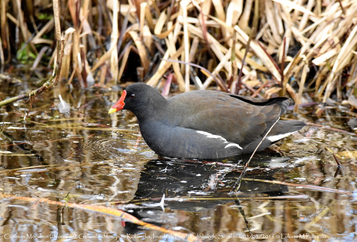 Eurasian Moorhen - Lukasz Pulawski