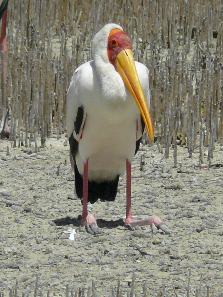 Yellow-billed Stork - ML20464641