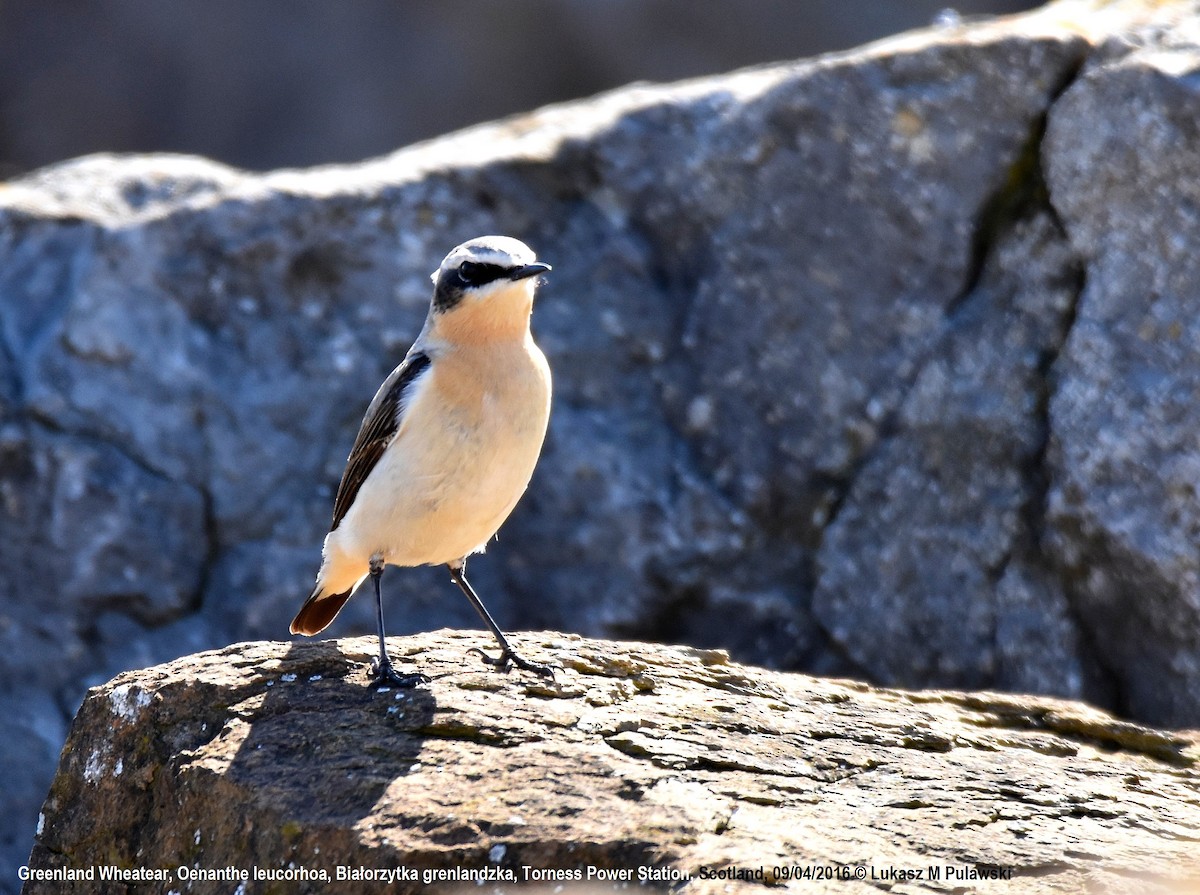 Northern Wheatear (Greenland) - Lukasz Pulawski