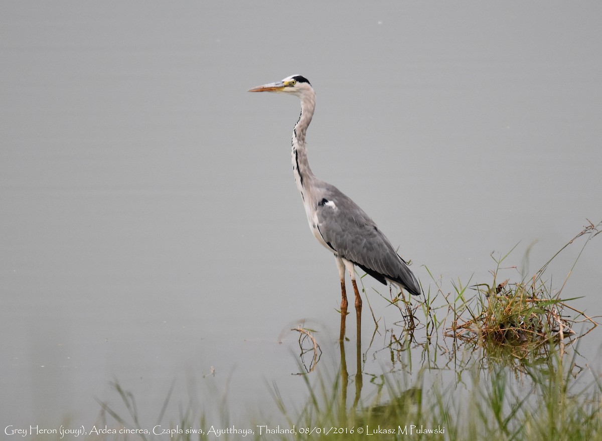 Gray Heron (Gray) - ML204647241