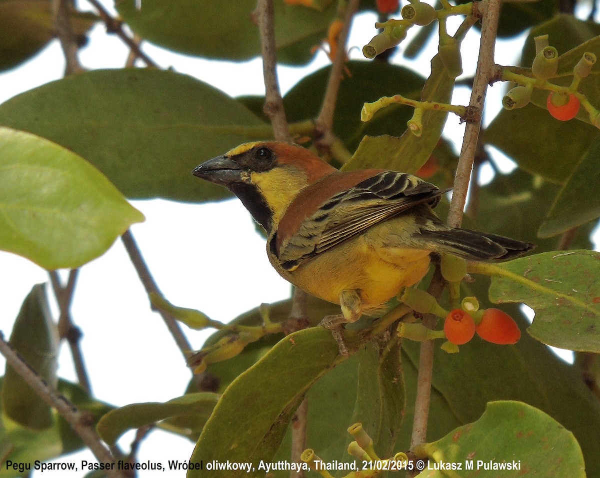 Plain-backed Sparrow - ML204647791
