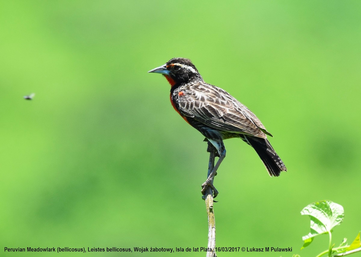 Peruvian Meadowlark - ML204647951