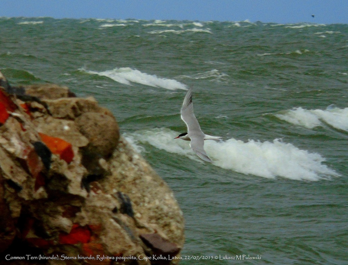 Common Tern (hirundo/tibetana) - Lukasz Pulawski