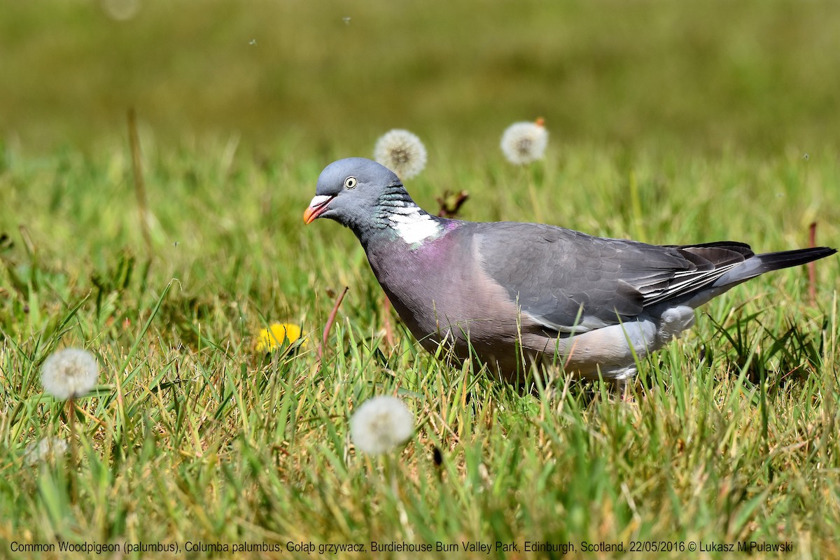Pigeon ramier (groupe palumbus) - ML204648911