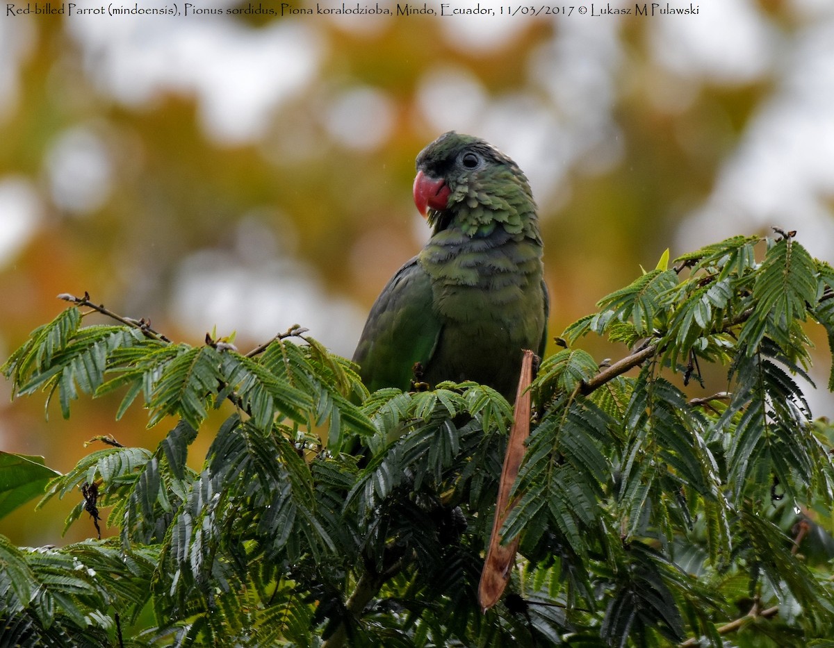 Red-billed Parrot - Lukasz Pulawski