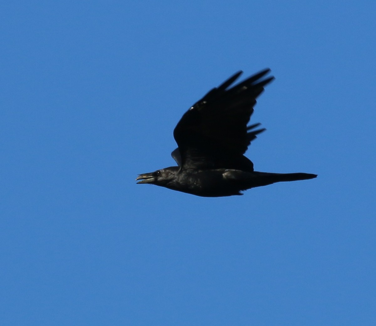 Chihuahuan Raven - ML20465001