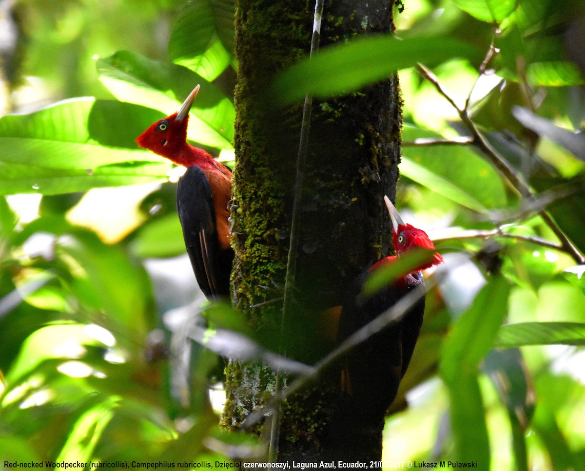 Red-necked Woodpecker - ML204650041