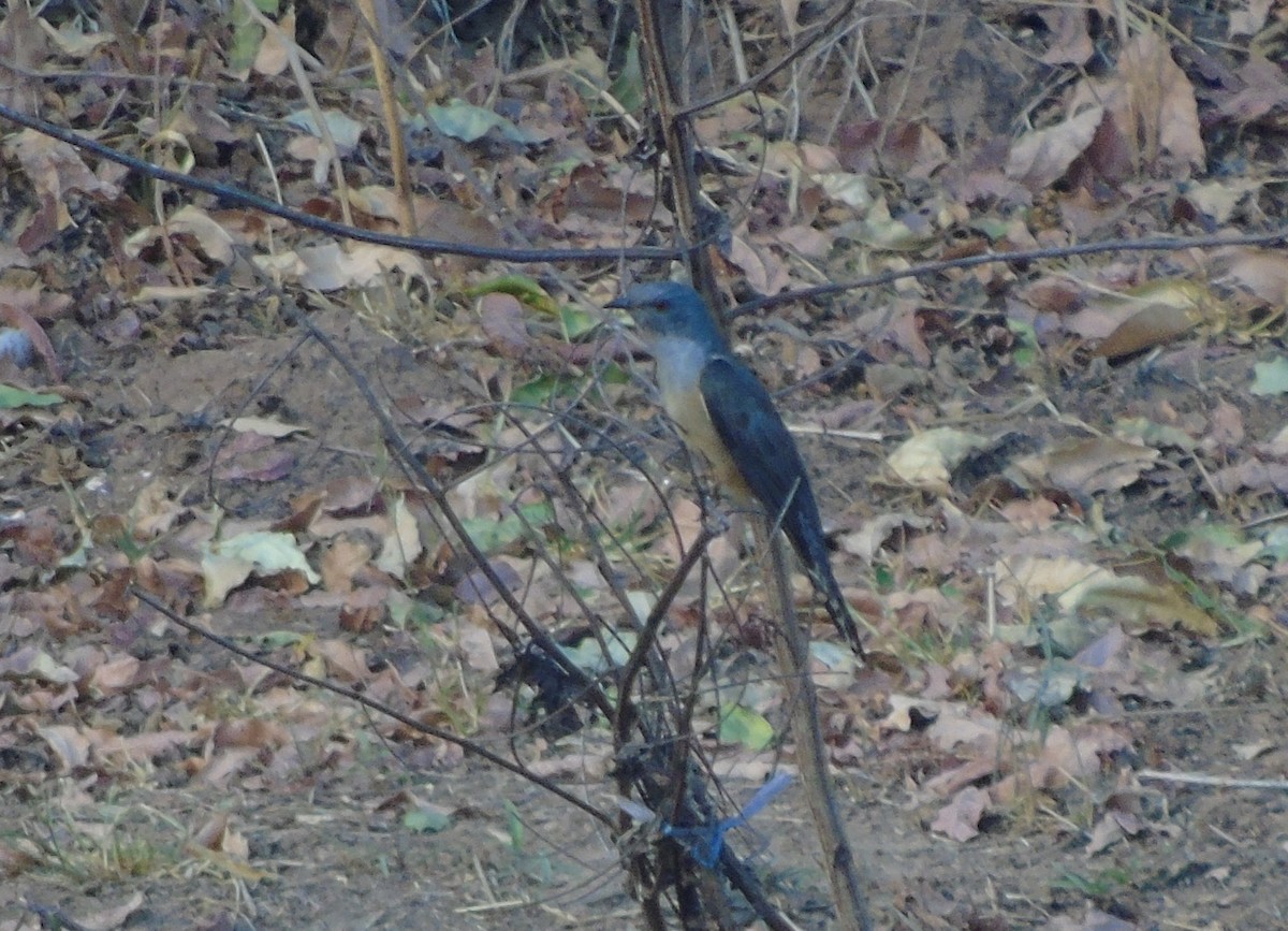 Plaintive Cuckoo - ML204650251