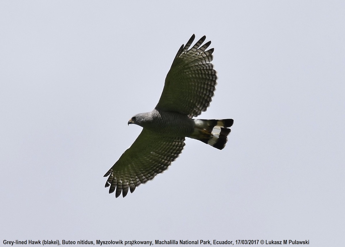 Gray-lined Hawk - ML204651101
