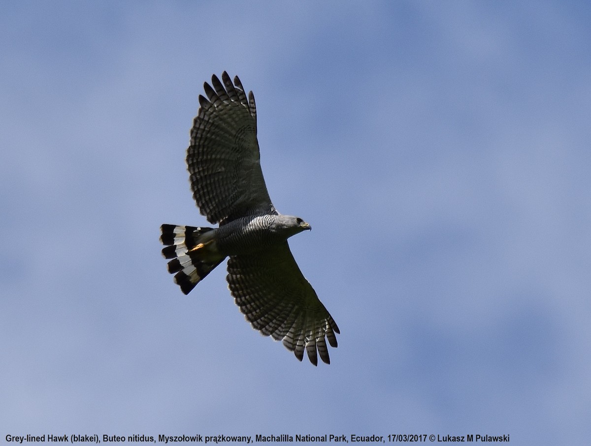 Gray-lined Hawk - ML204651111