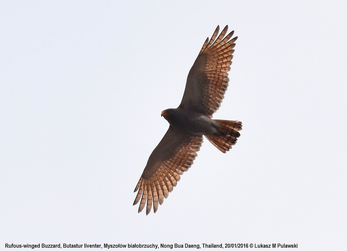 Rufous-winged Buzzard - ML204652001