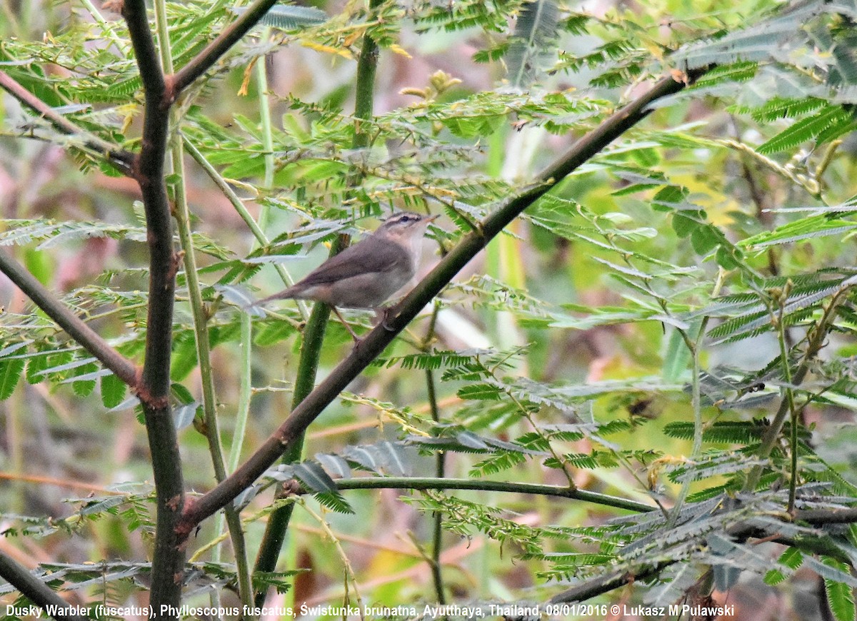 Dusky Warbler - ML204652851