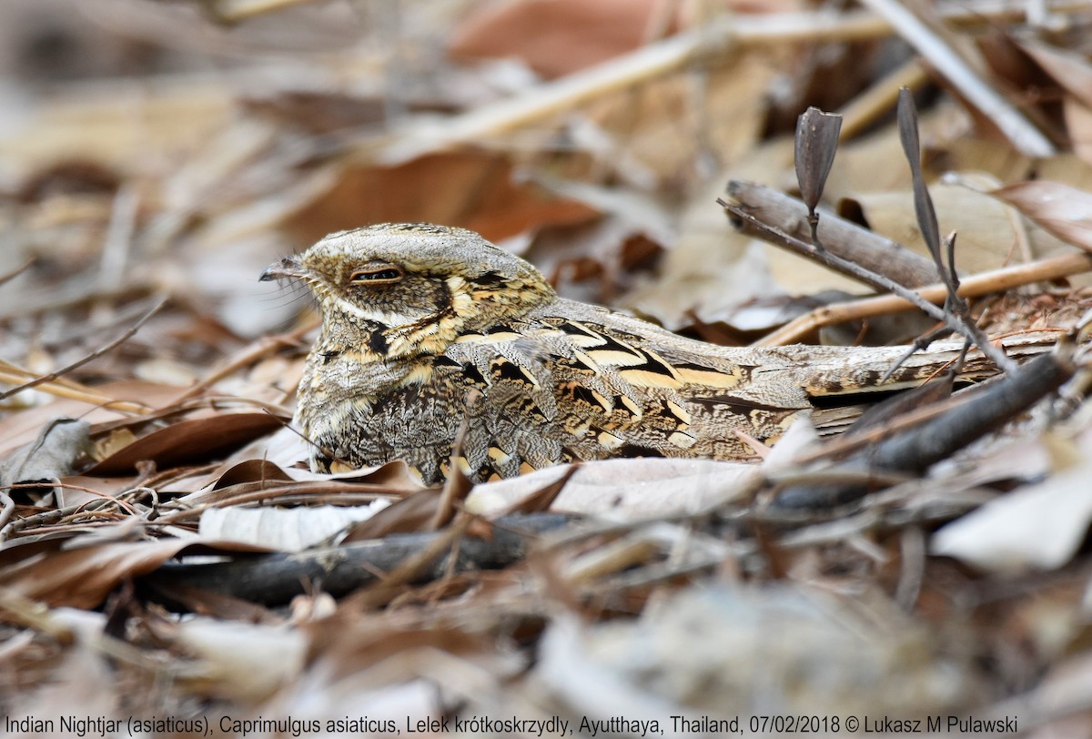 Indian Nightjar - ML204653581