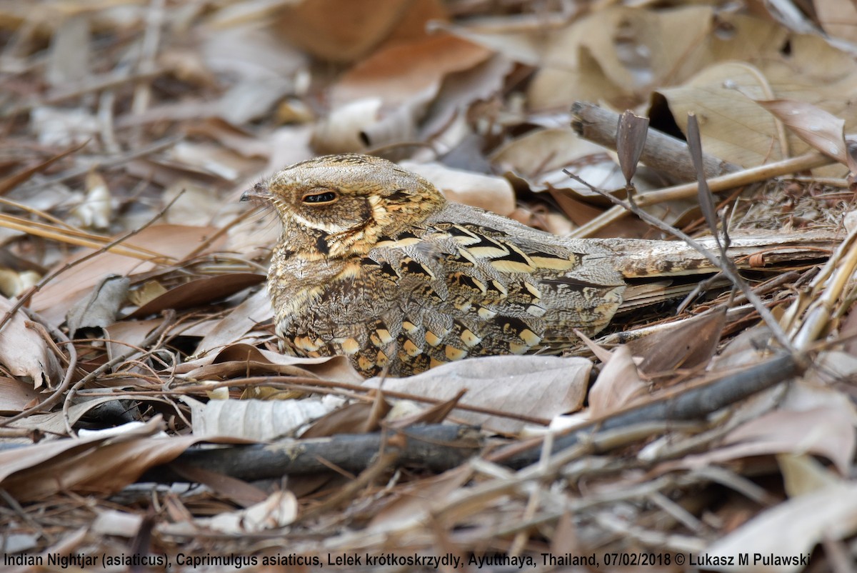 Indian Nightjar - ML204653601