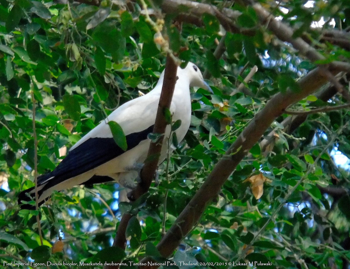 Pied Imperial-Pigeon - ML204653851