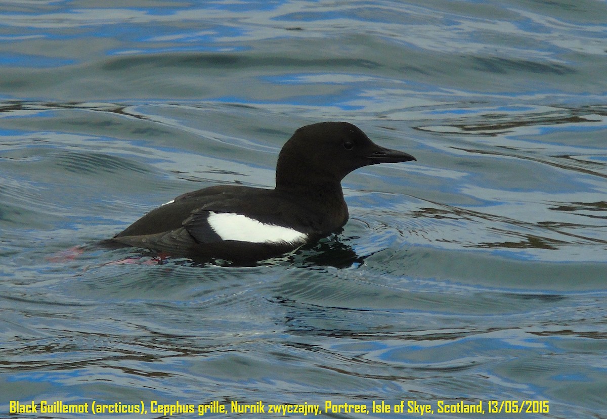 Black Guillemot (grylle Group) - Lukasz Pulawski