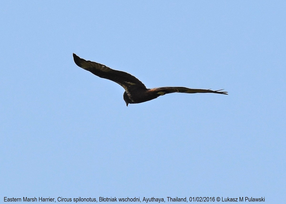 Eastern Marsh Harrier - Lukasz Pulawski