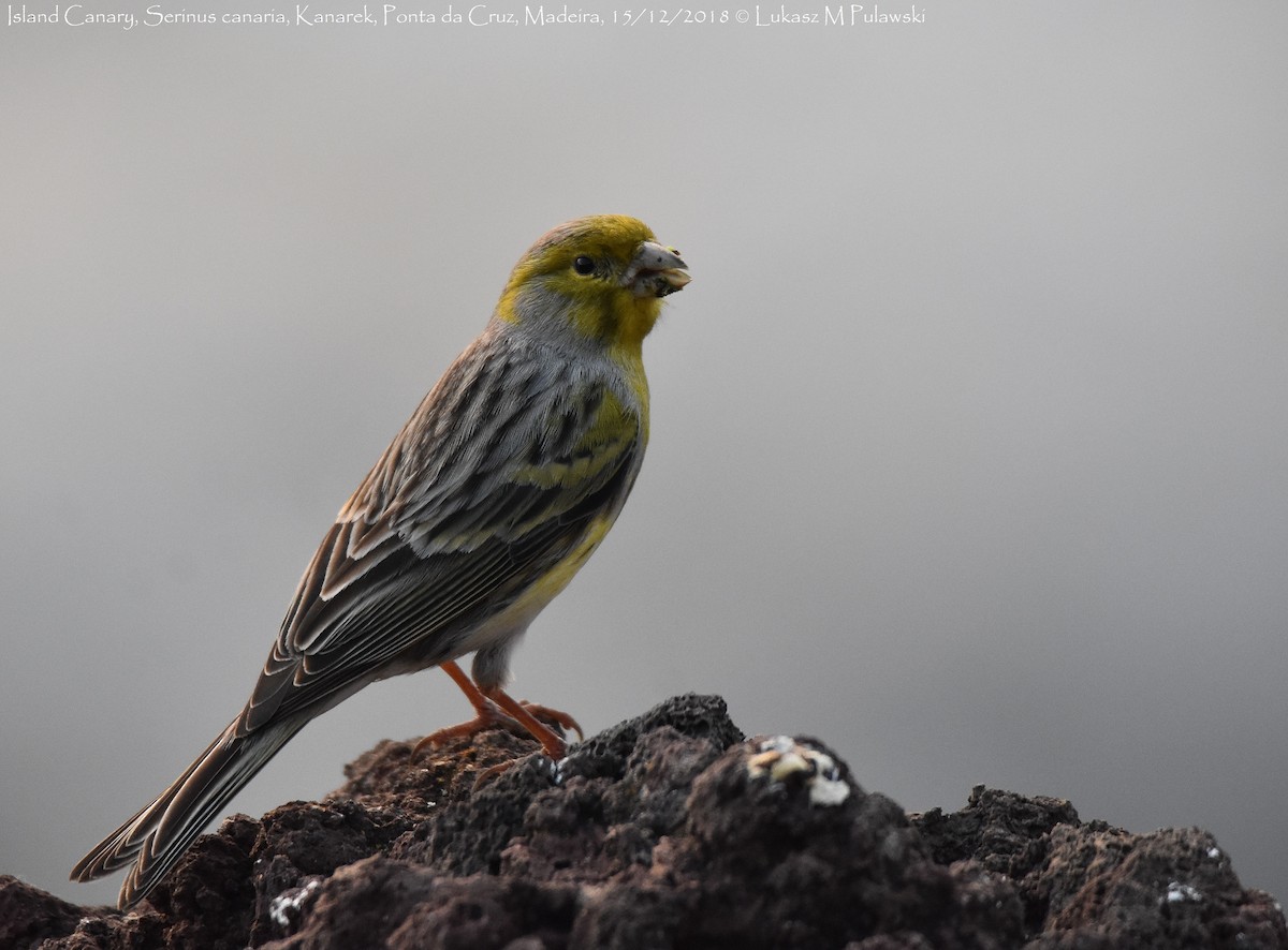 Island Canary - Lukasz Pulawski