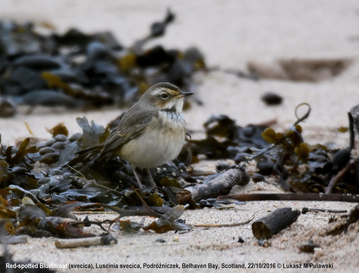 Bluethroat (Red-spotted) - ML204655881