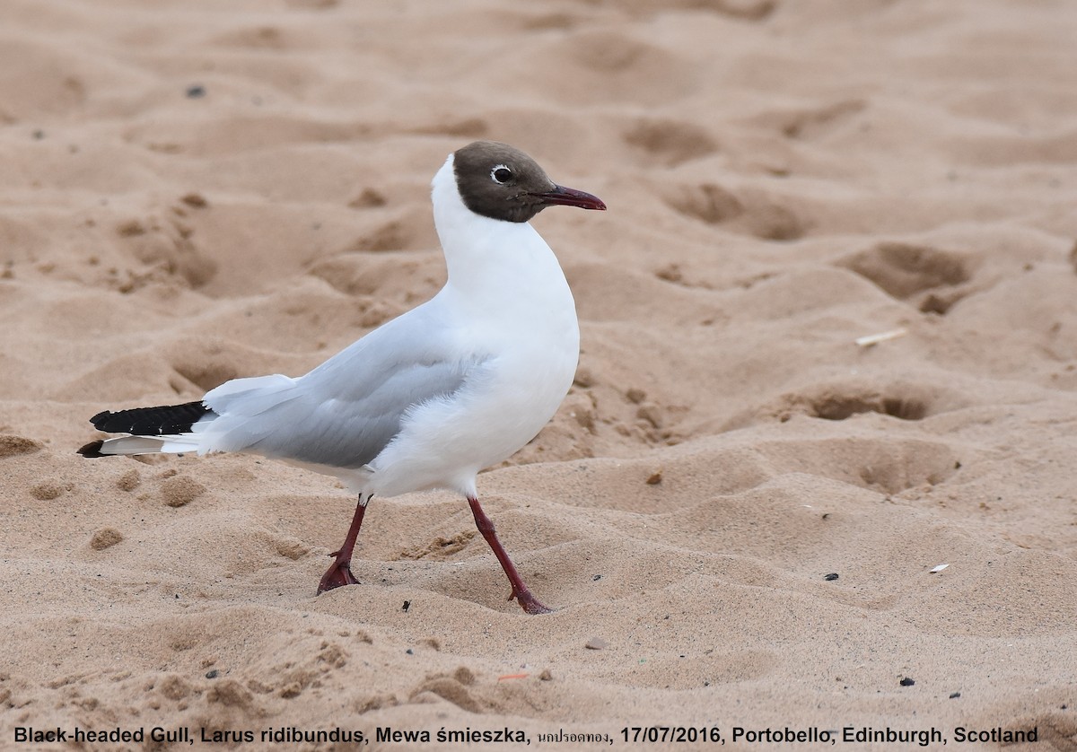 Black-headed Gull - Lukasz Pulawski