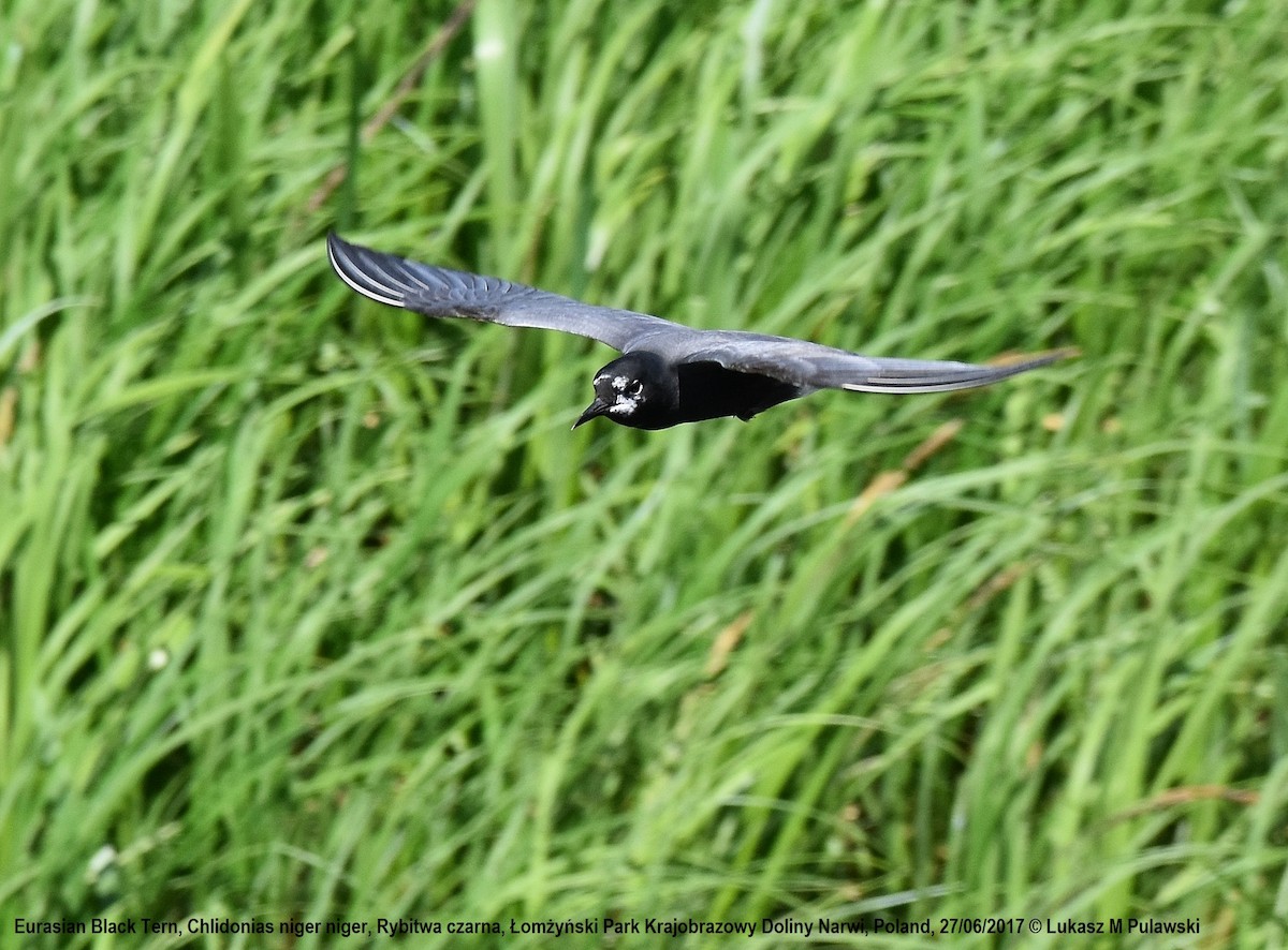 Black Tern (Eurasian) - ML204656931