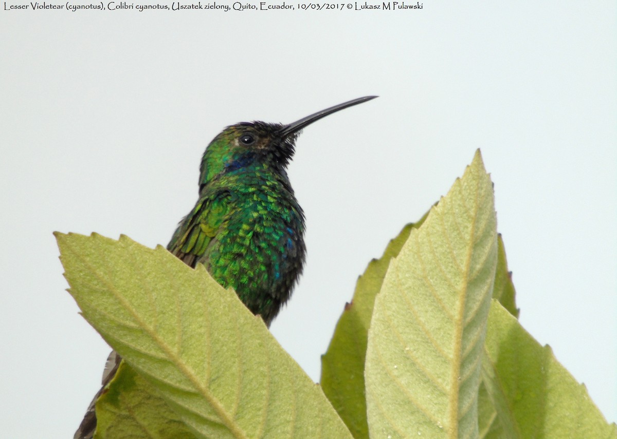 Colibrí Rutilante - ML204657811