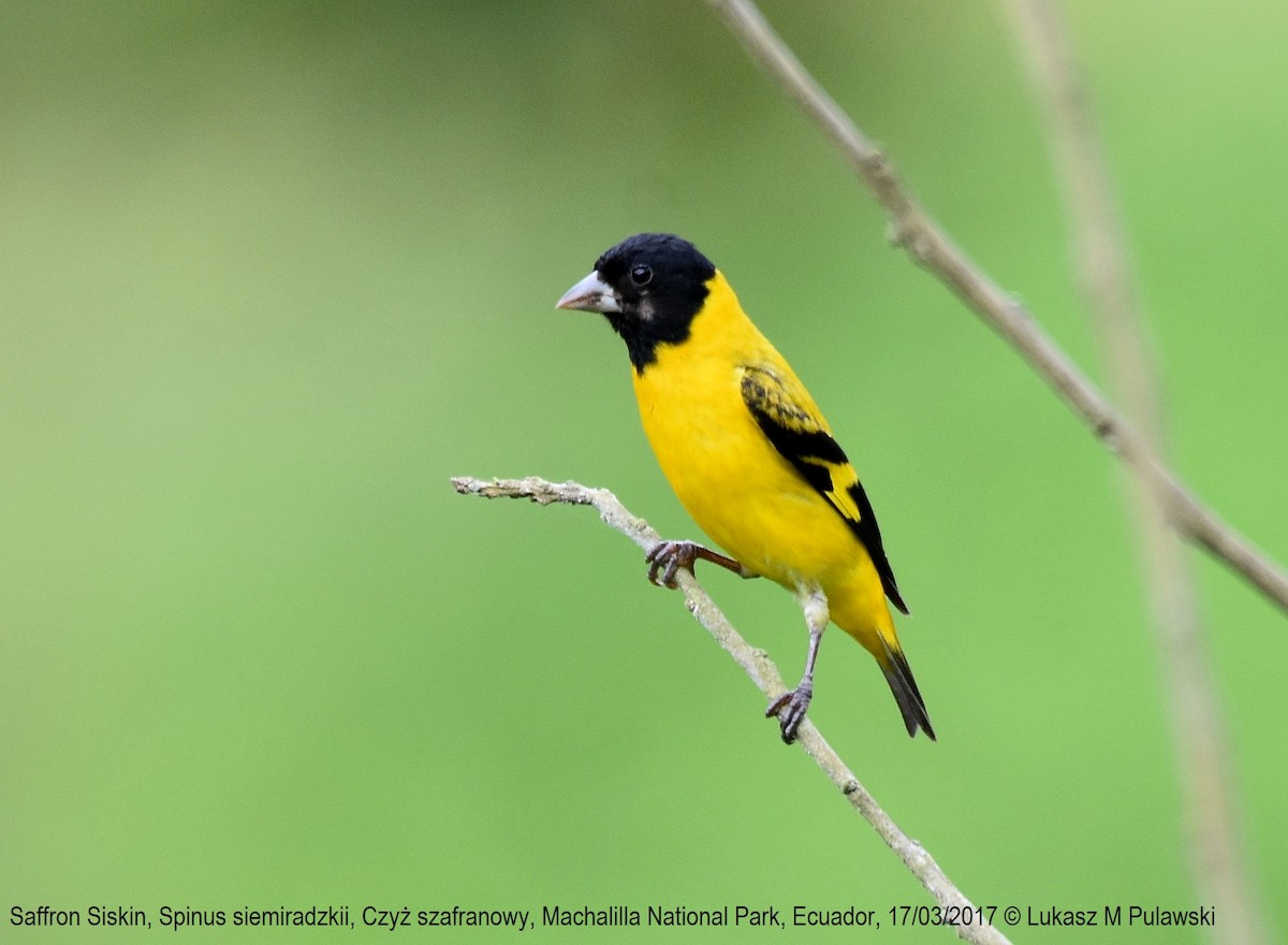 Saffron Siskin - Lukasz Pulawski