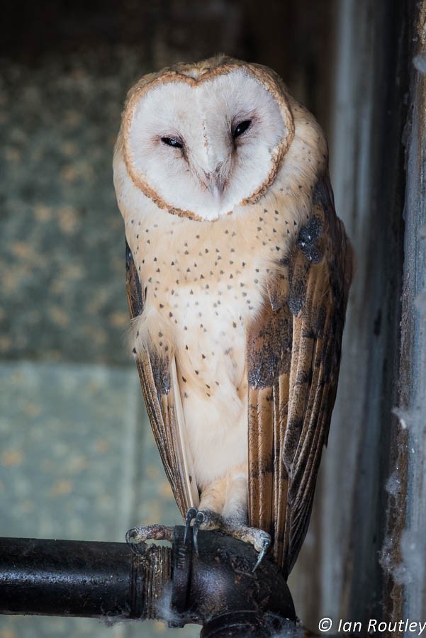 Barn Owl - ML20465851