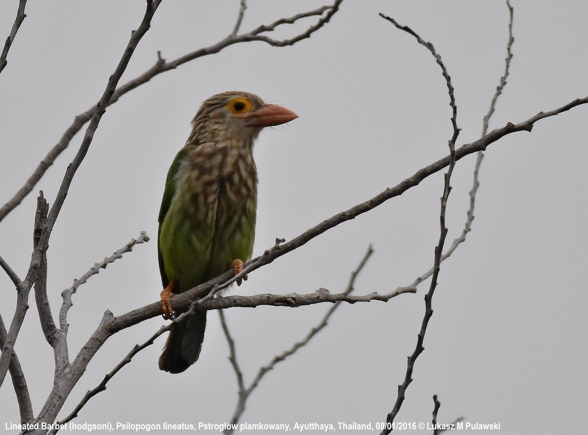 Lineated Barbet - Lukasz Pulawski