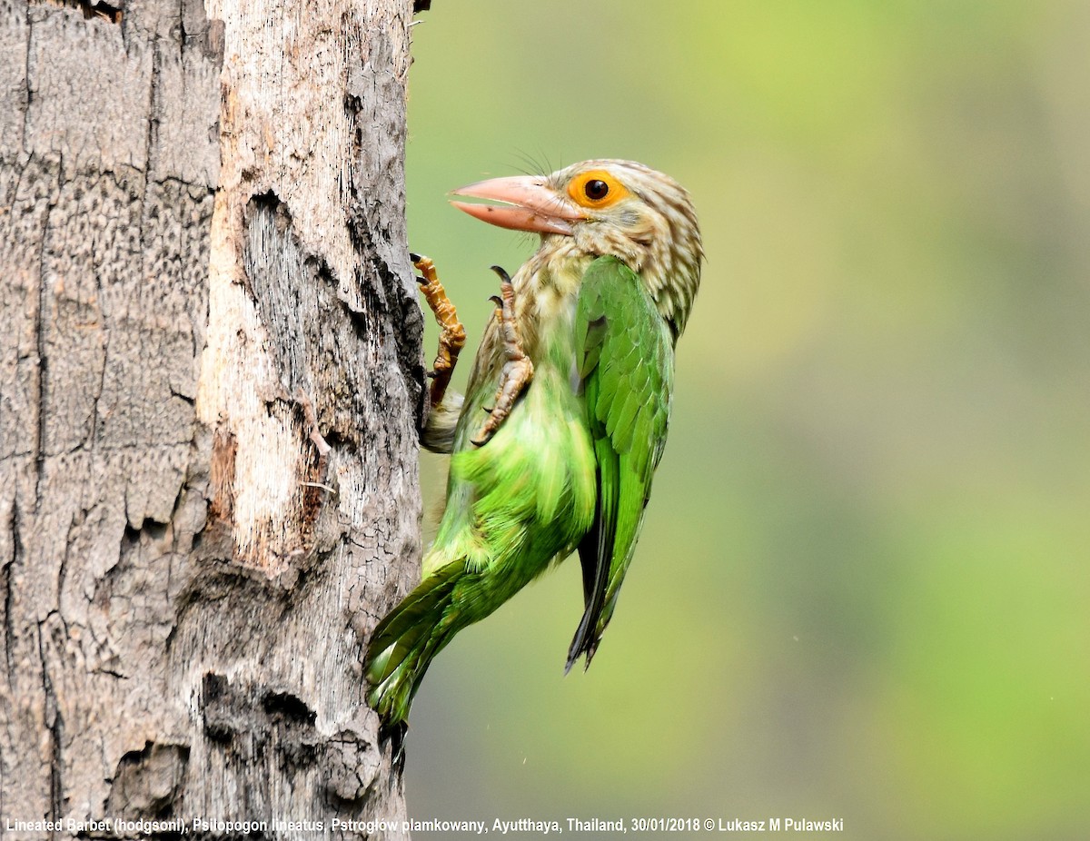 Lineated Barbet - Lukasz Pulawski