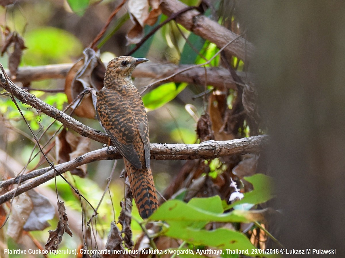 Plaintive Cuckoo - ML204660041