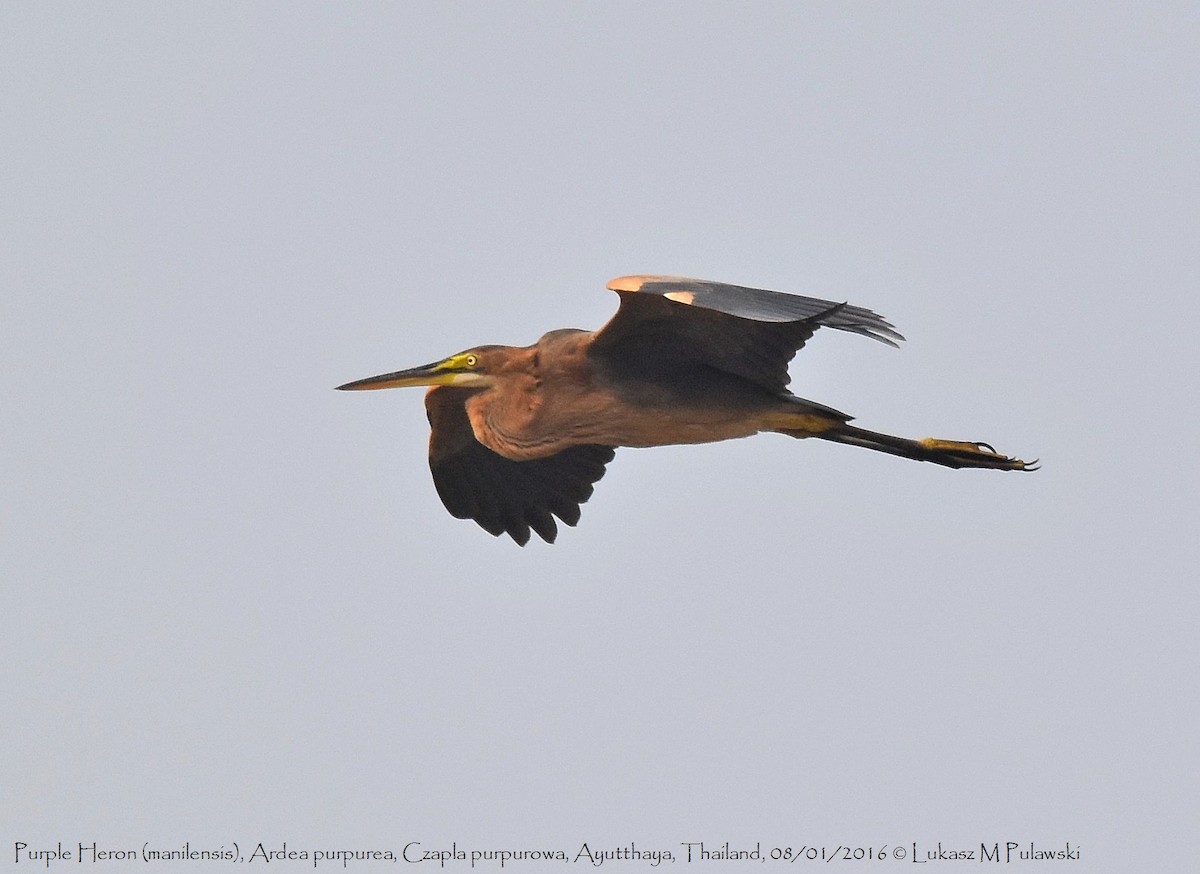 Purple Heron (Purple) - Lukasz Pulawski