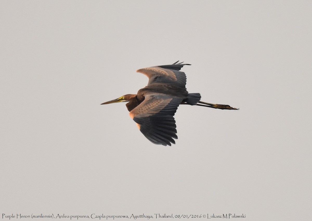 Purple Heron (Purple) - Lukasz Pulawski