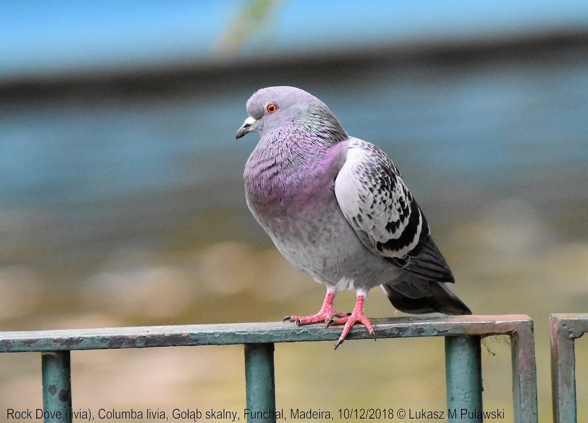 Rock Pigeon - ML204662091