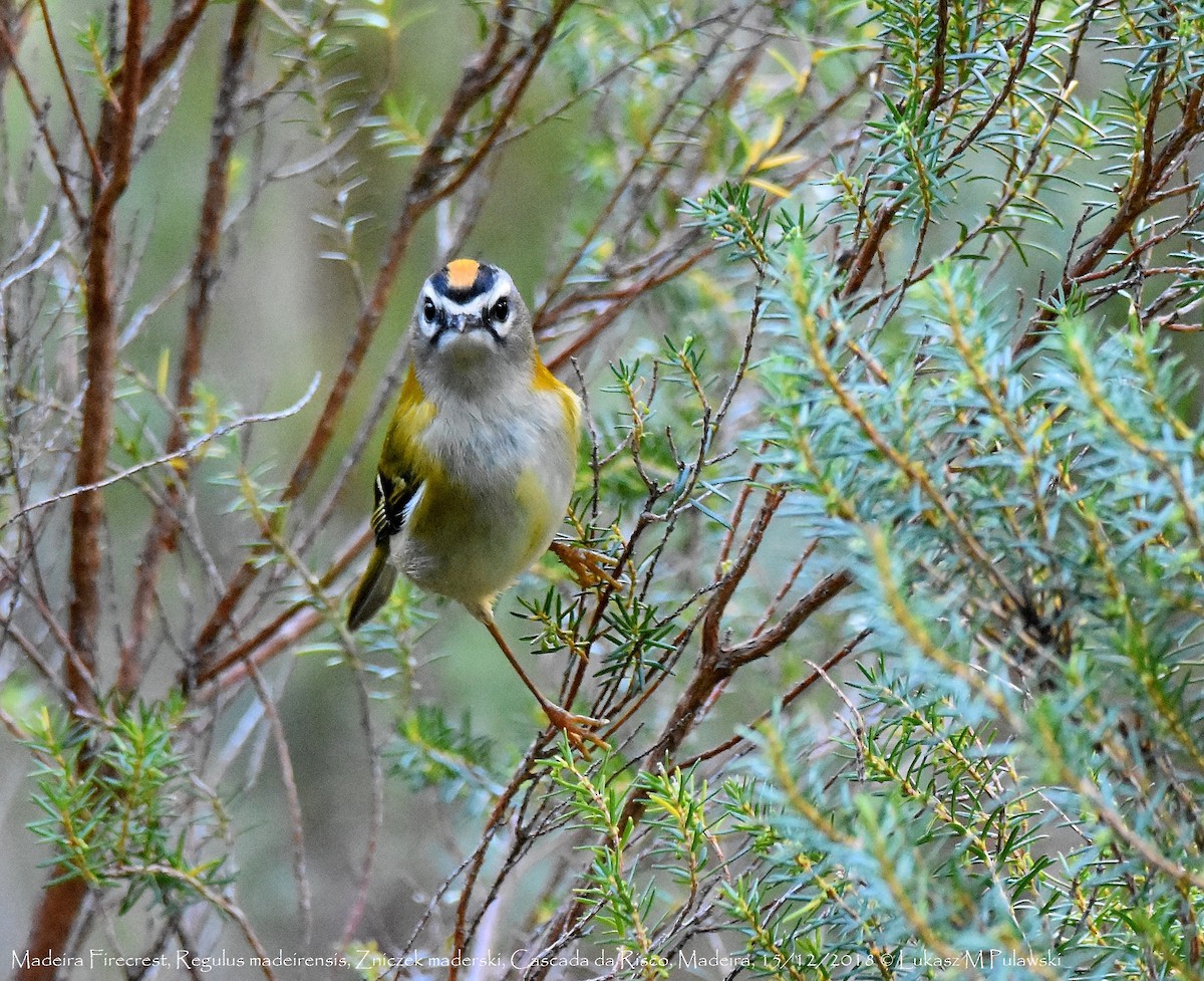 Madeira Firecrest - Lukasz Pulawski