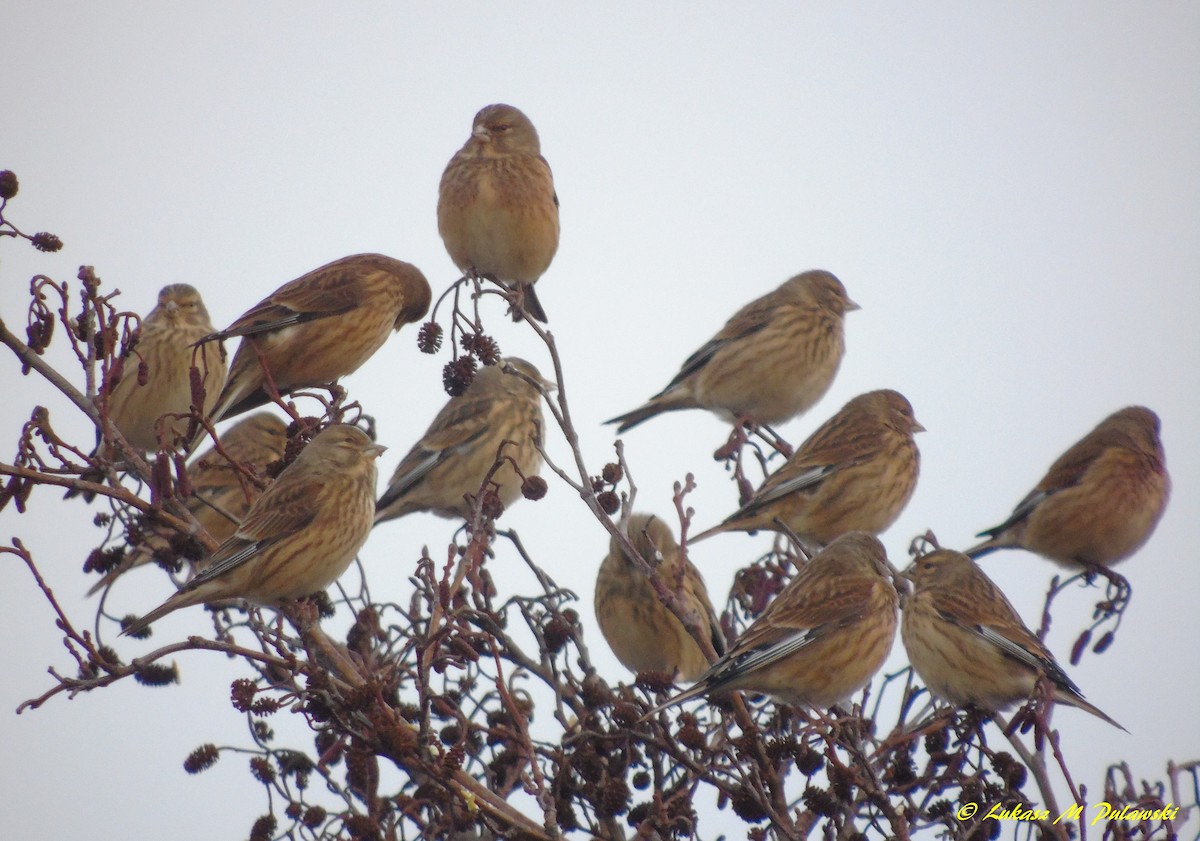 Eurasian Linnet - ML204664381