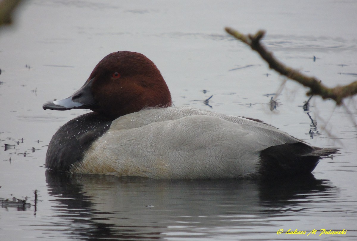 Common Pochard - Lukasz Pulawski