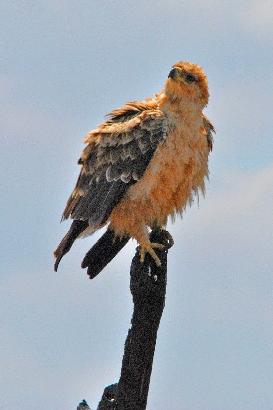 Águila de Wahlberg - ML204665301