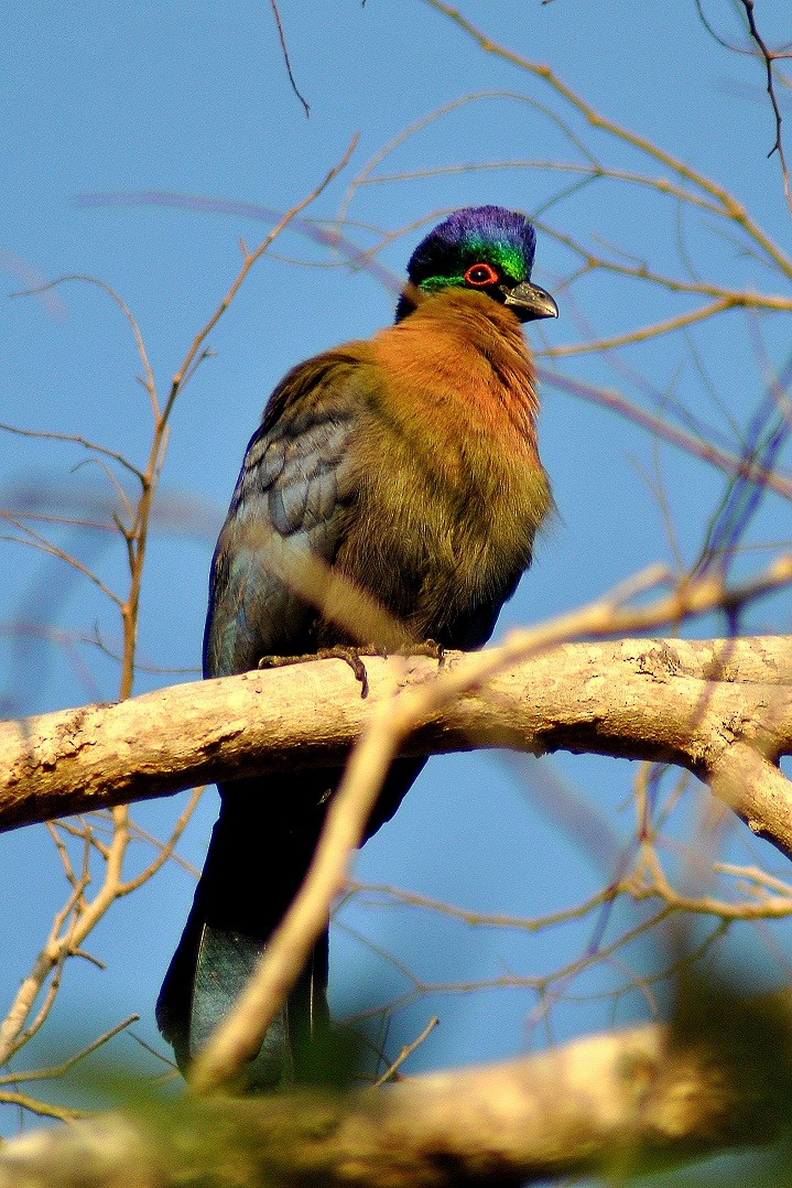 Purple-crested Turaco - Robert Erasmus