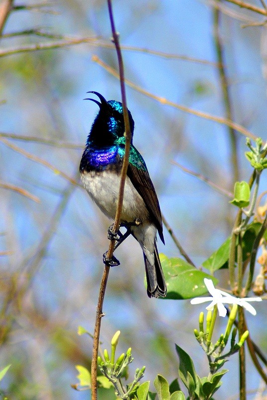 White-breasted Sunbird - Robert Erasmus