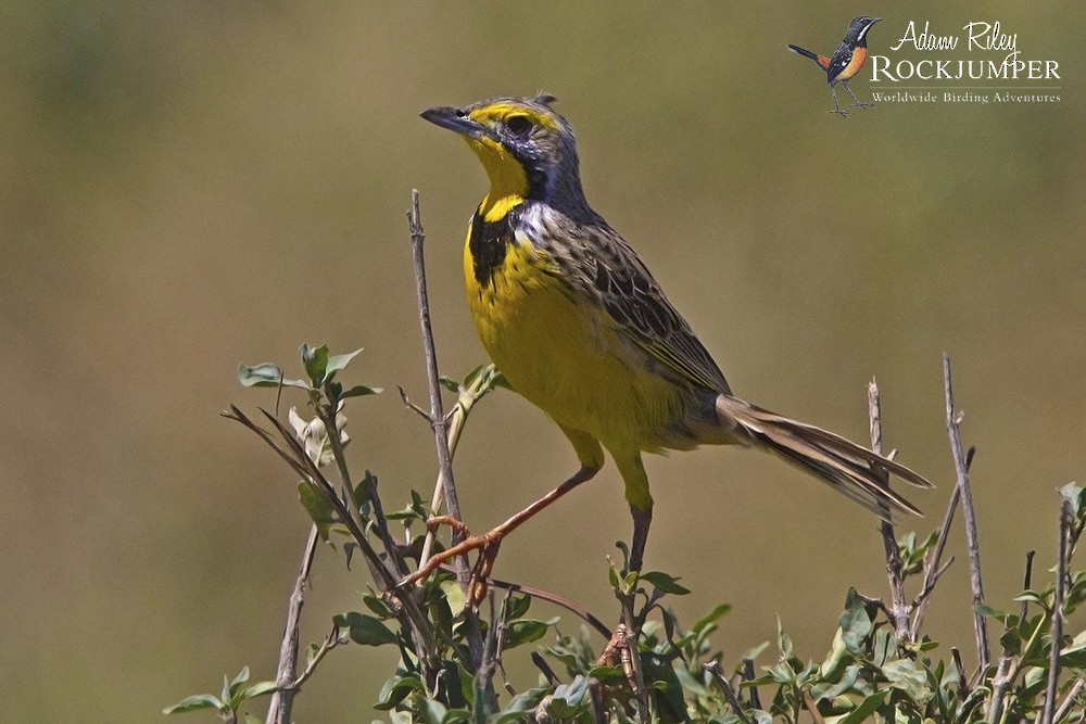 Yellow-throated Longclaw - ML204666221