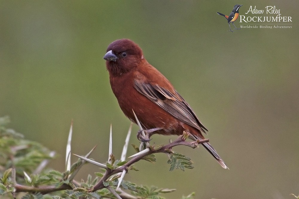 Chestnut Sparrow - Adam Riley - Rockjumper Birding Tours