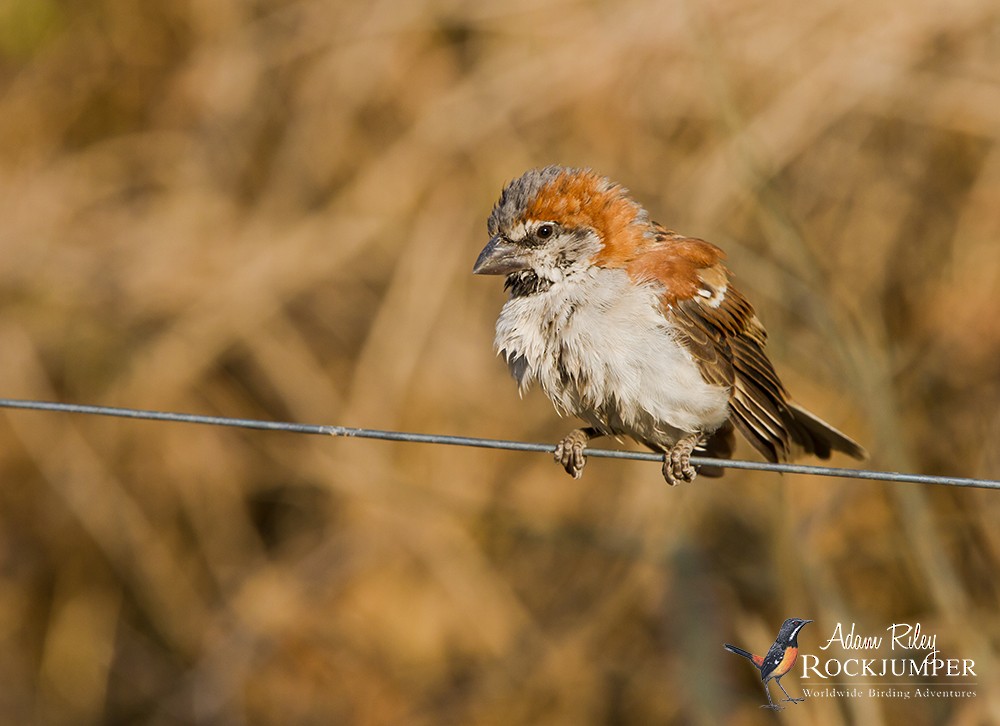 Great Rufous Sparrow - Adam Riley