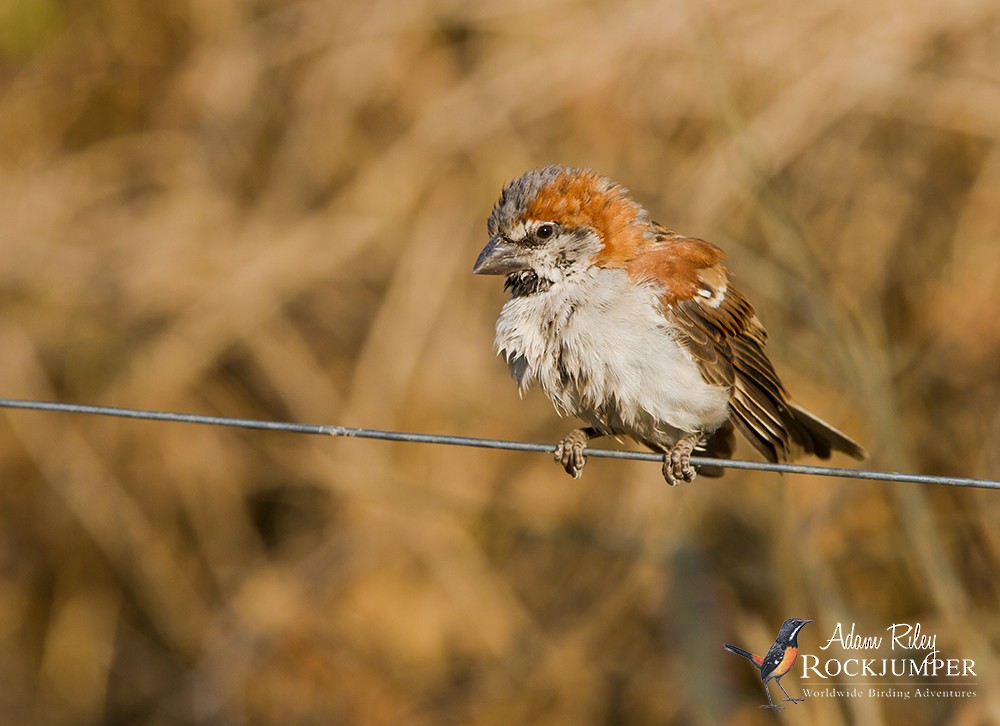 Great Rufous Sparrow - ML204666301