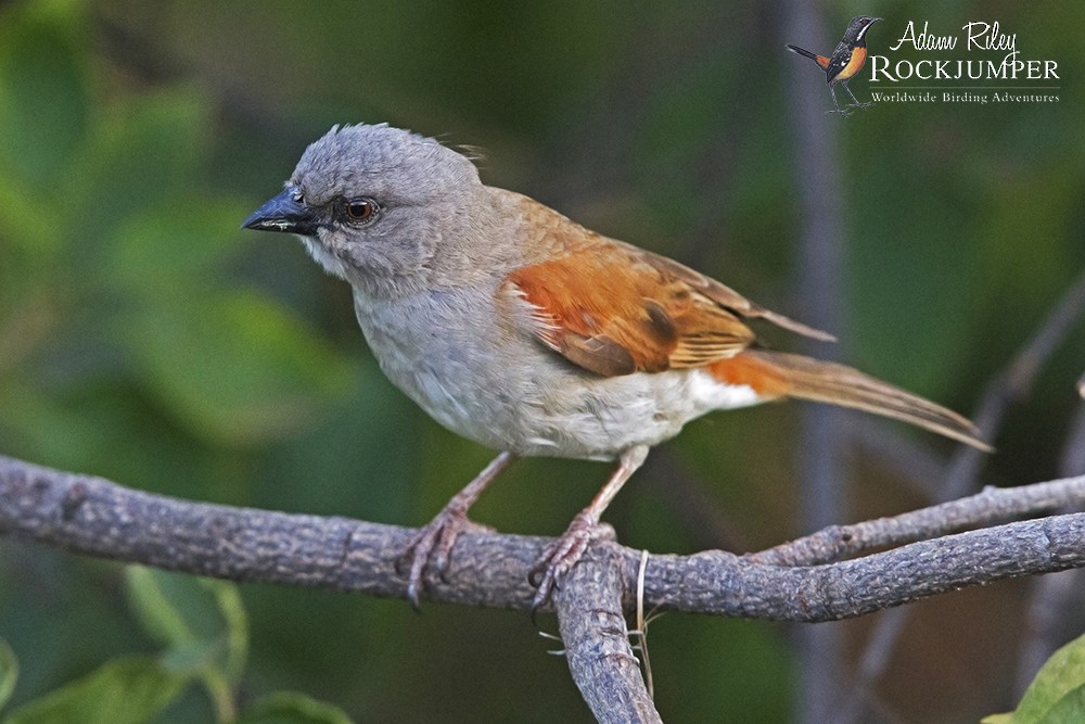 Northern Gray-headed Sparrow - Adam Riley