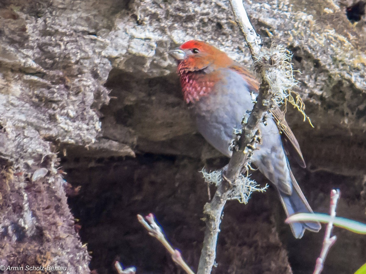 Crimson-browed Finch - ML204666581